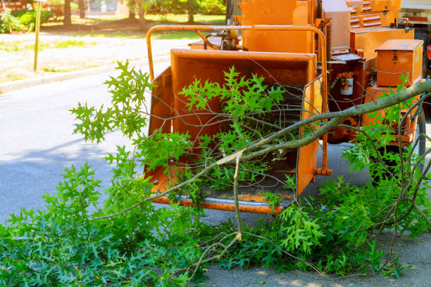 Reliable Reed City, MI Tree Service Solutions